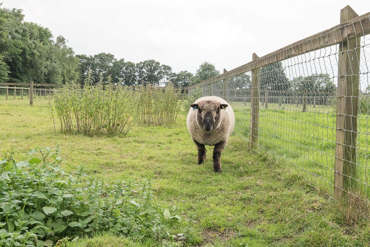 Grove Farm Bungalow With Swimming Pool, Dallinghoo ウッドブリッジ エクステリア 写真